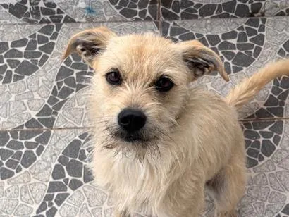 Cachorro raça SRD-ViraLata idade 7 a 11 meses nome Nina