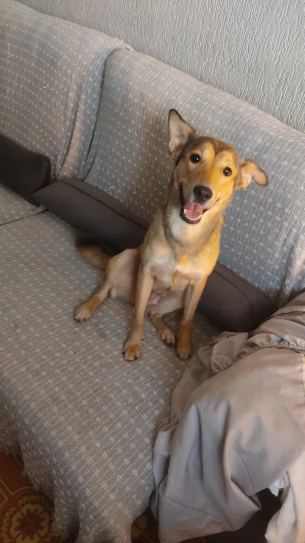 Cachorro raça SRD-ViraLata idade 2 anos nome Atena