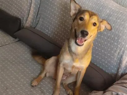 Cachorro raça SRD-ViraLata idade 2 anos nome Atena