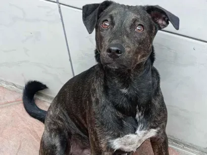 Cachorro raça SRD-ViraLata idade 7 a 11 meses nome Micaela