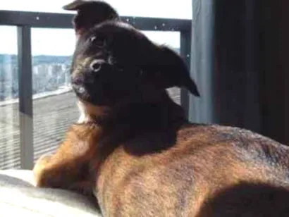Cachorro raça SRD-ViraLata idade 2 a 6 meses nome Priscila 