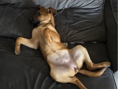 Cachorro raça SRD-ViraLata idade 2 a 6 meses nome Zoe