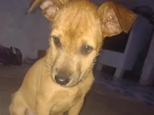 Cachorro raça SRD-ViraLata idade 2 a 6 meses nome mel
