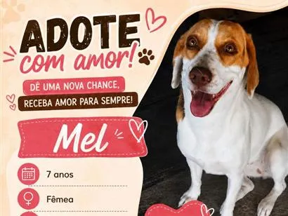 Cachorro raça SRD-ViraLata idade 6 ou mais anos nome Mel
