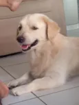 Laion
