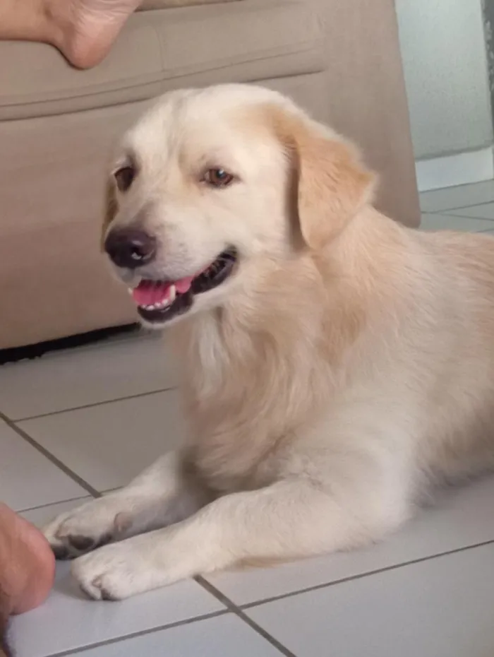 Cachorro raça SRD-ViraLata idade 3 anos nome Laion