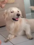 Laion