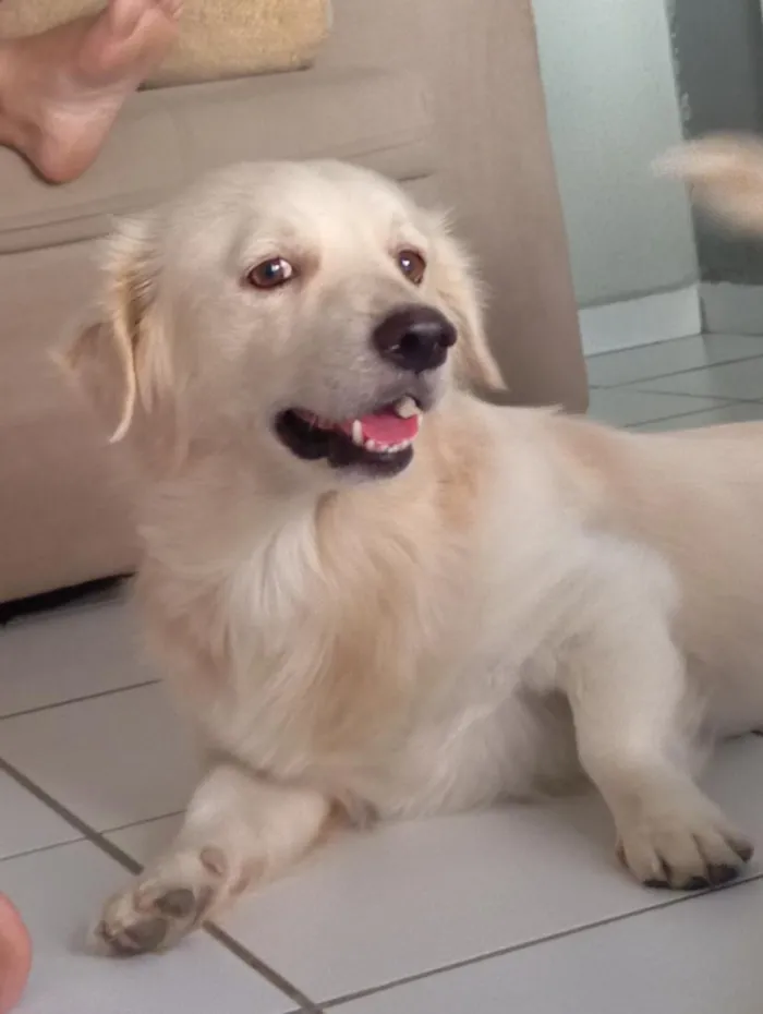 Cachorro raça SRD-ViraLata idade 3 anos nome Laion