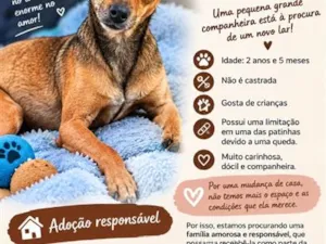 Cachorro raça Pinscher idade 2 anos nome Cacau