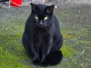 Gato raça SRD-ViraLata idade 4 anos nome Pretinho 