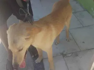 Cachorro raça SRD-ViraLata idade 1 ano nome luck 