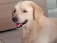 Laion