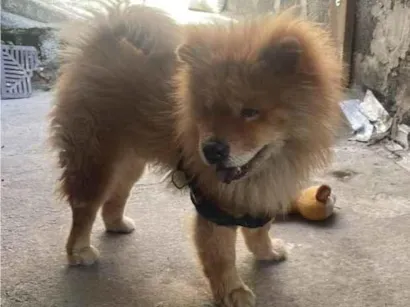 Cachorro raça Chow Chow idade 5 anos nome Mick