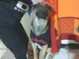 Zeus 