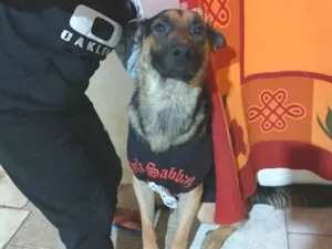 Cachorro raça Pastor Alemão idade 1 ano nome Zeus 