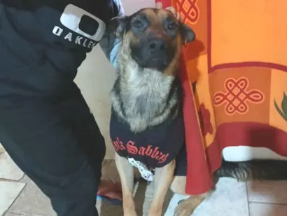 Cachorro raça Pastor Alemão idade 1 ano nome Zeus 