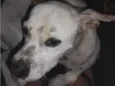 Mel