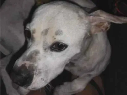 Cachorro raça SRD-ViraLata idade 2 anos nome Mel