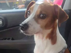 Cachorro raça SRD-ViraLata idade 4 anos nome Heman