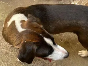 Cachorro raça SRD-ViraLata idade 7 a 11 meses nome não tem 