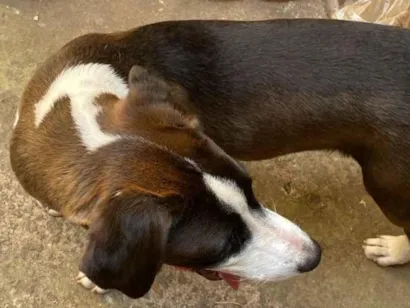 Cachorro raça SRD-ViraLata idade 7 a 11 meses nome não tem 