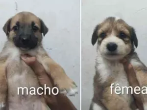 Cachorro raça SRD-ViraLata idade 2 a 6 meses nome bolinha,branquinho,flof, chocolate,medrosso