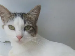 Gato raça SRD-ViraLata idade 2 a 6 meses nome pérola, pitadinha, branquinha é nina 