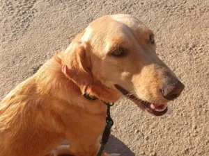 Cachorro raça SRD-ViraLata idade 1 ano nome Beethoven