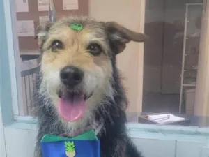 Cachorro raça SRD-ViraLata idade 3 anos nome sem nome