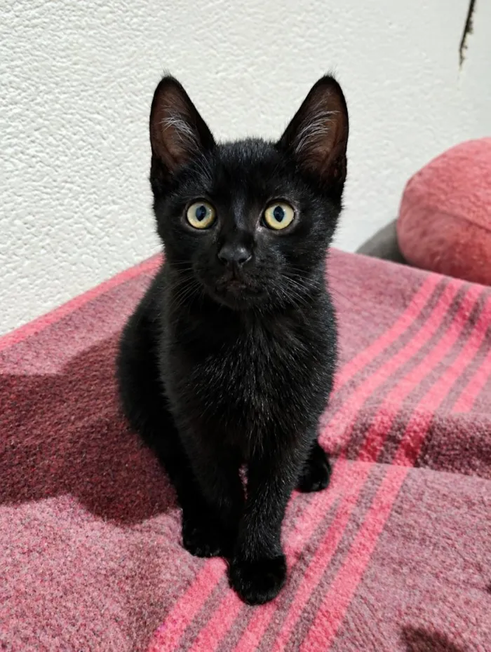 Gato raça SRD-ViraLata idade 2 a 6 meses nome nico 