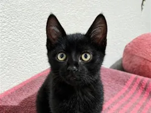 Gato raça SRD-ViraLata idade 2 a 6 meses nome nico 