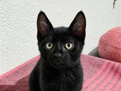 Gato raça SRD-ViraLata idade 2 a 6 meses nome nico 