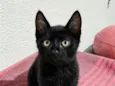nico