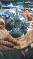 gatos