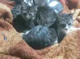 gatos