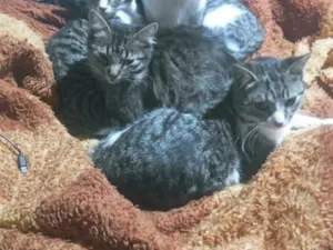 Gato raça SRD-ViraLata idade 2 a 6 meses nome gatos