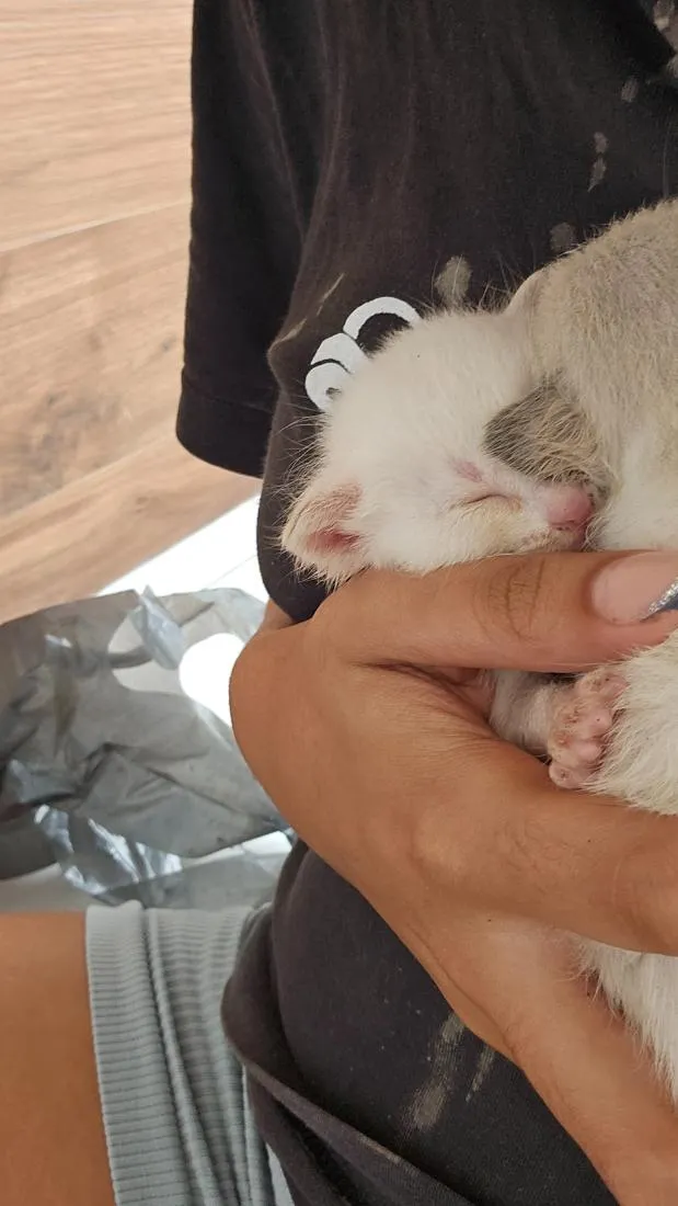 Gato raça SRD-ViraLata idade Abaixo de 2 meses nome sem nome ainda