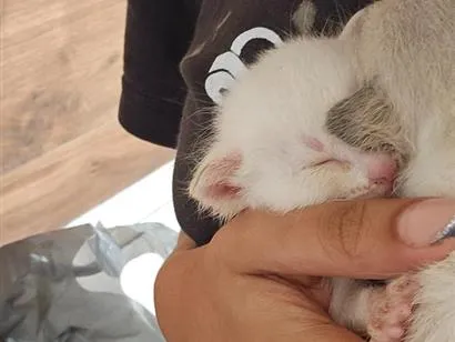 Gato raça SRD-ViraLata idade Abaixo de 2 meses nome sem nome ainda