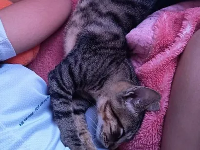 Gato raça SRD-ViraLata idade 7 a 11 meses nome Simba 