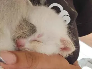 Gato raça SRD-ViraLata idade Abaixo de 2 meses nome sem nome ainda