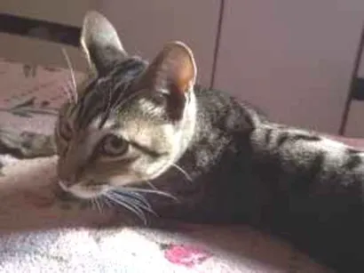 Gato raça SRD-ViraLata idade 7 a 11 meses nome Kiara