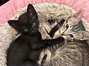 Gato raça SRD-ViraLata idade 2 a 6 meses nome Gatinhos filhotes 