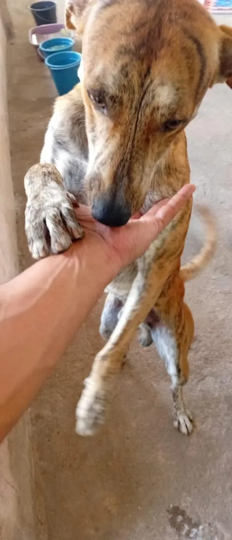 Cachorro raça SRD-ViraLata idade 2 anos nome Max
