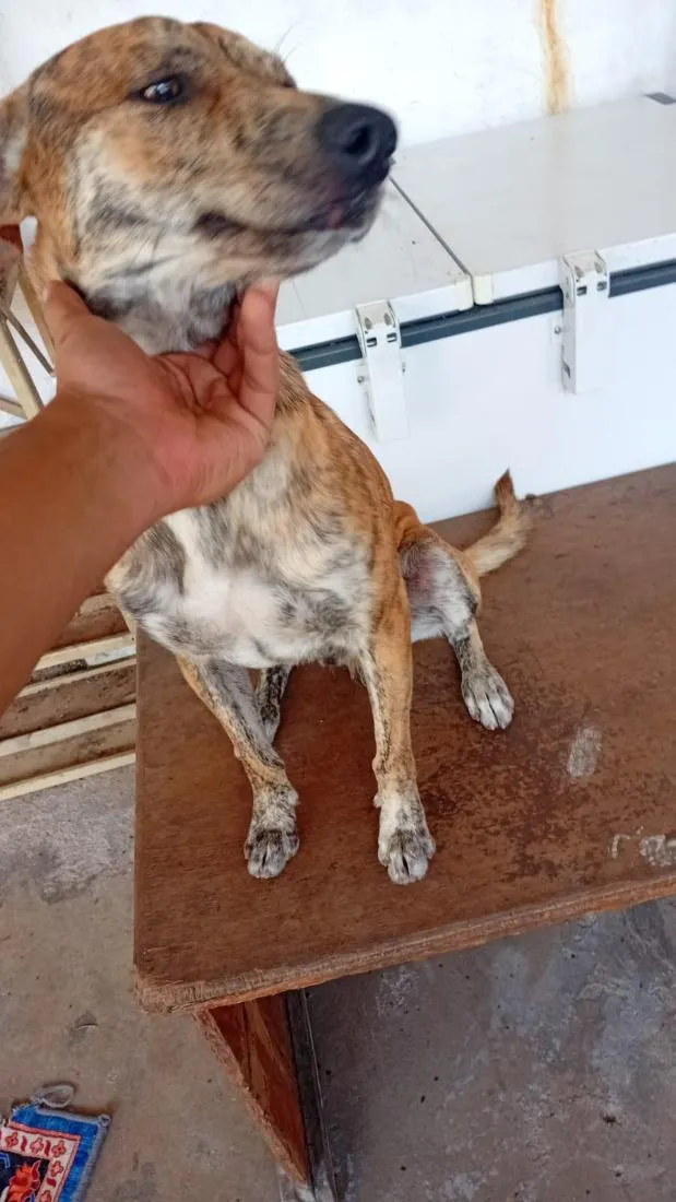 Cachorro raça SRD-ViraLata idade 2 anos nome Max
