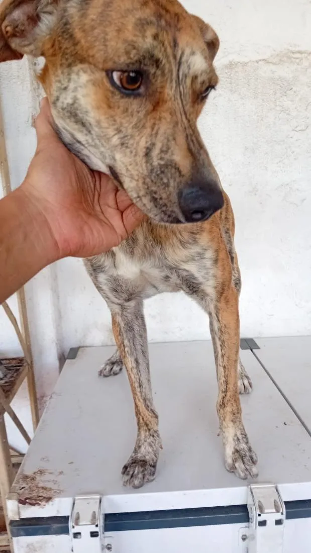 Cachorro raça SRD-ViraLata idade 2 anos nome Max