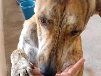 Cachorro raça SRD-ViraLata idade 2 anos nome Max