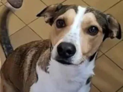 Cachorro raça SRD-ViraLata idade 4 anos nome anonimo