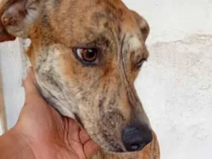 Cachorro raça SRD-ViraLata idade 2 anos nome Max