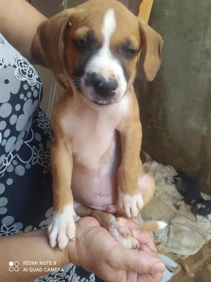 Cachorro raça Pit-Bull idade Abaixo de 2 meses nome sem nome