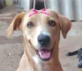 Laika